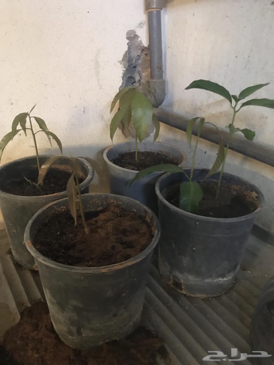 Mango Butter Seedlings64387746182659111