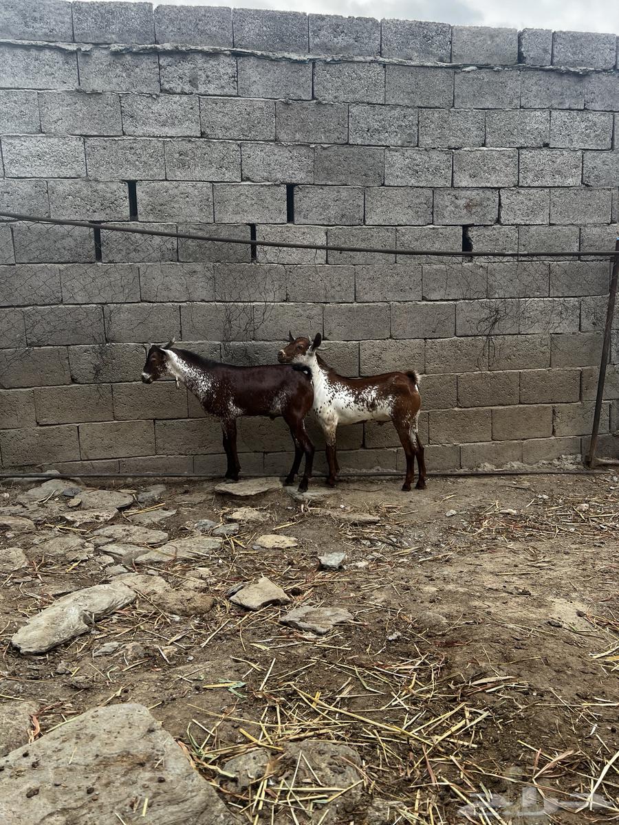 Tios and Sheh64377315219075110