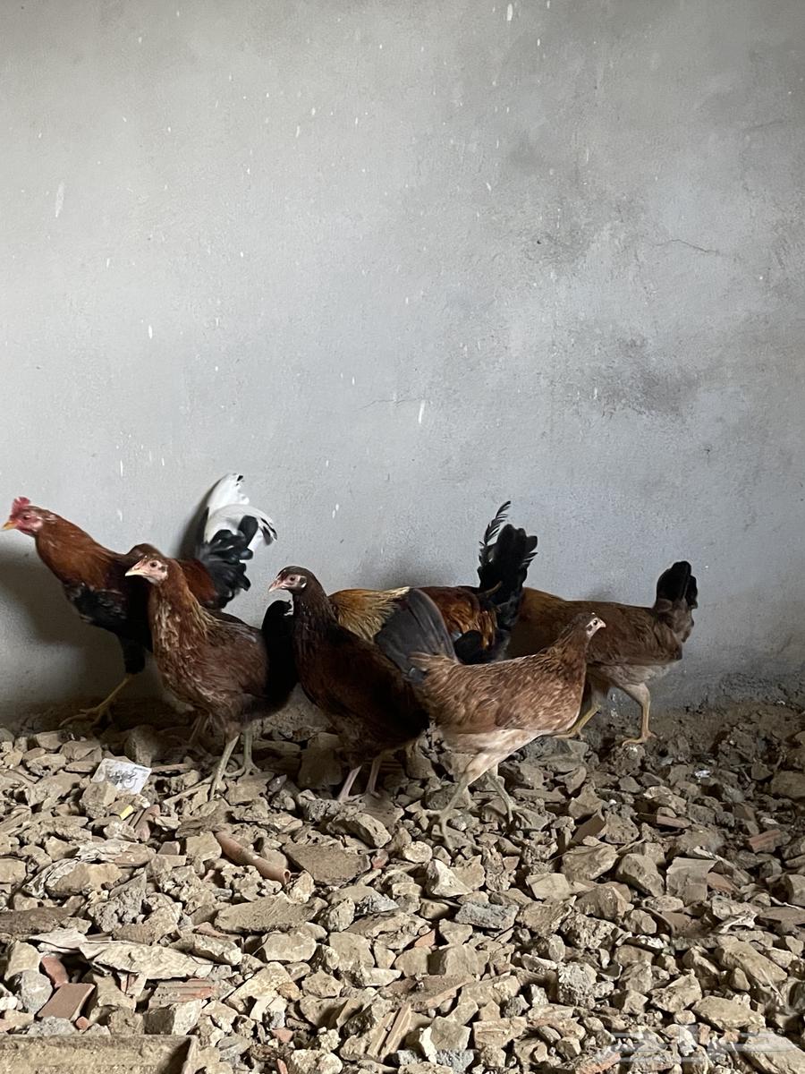 دجاج بلدي للبيع64388399247363111