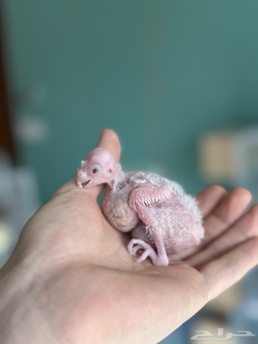 تم البيع64385383915394111