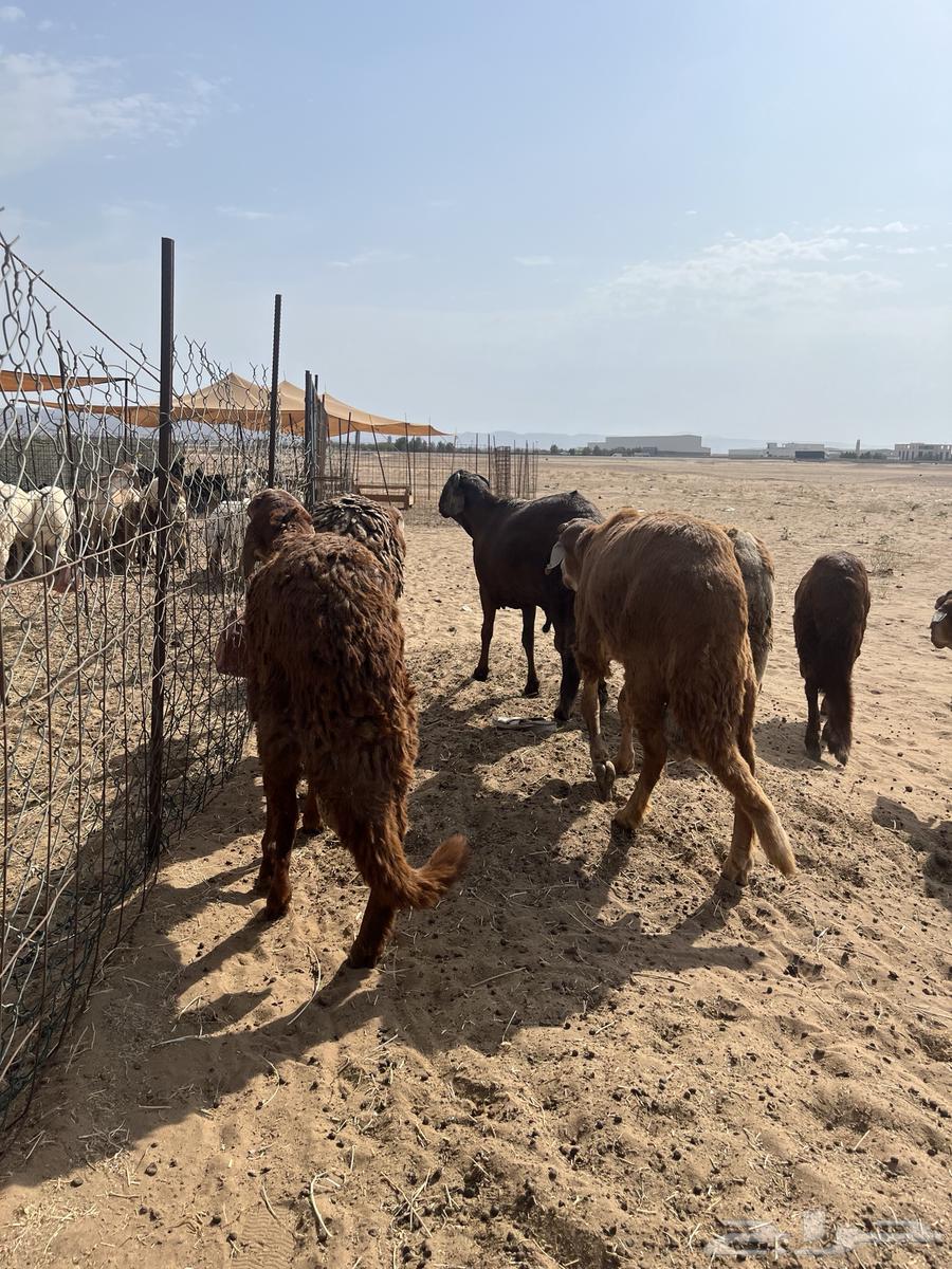 You have an occasion and want to look good? 11 Sudanese goats64381287275779113