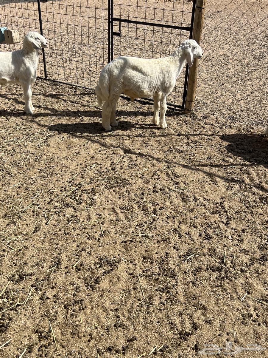 طليان حرية عدد 764380806452611112