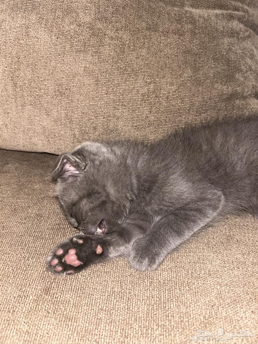 Scottish Fold64378397042433112