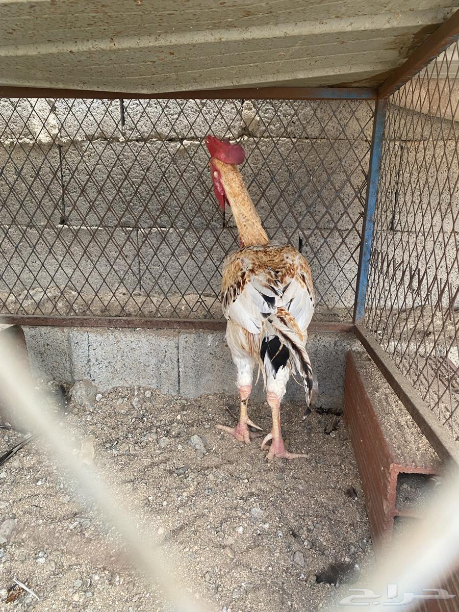 ديك باكستاني للبيع64377389319169114