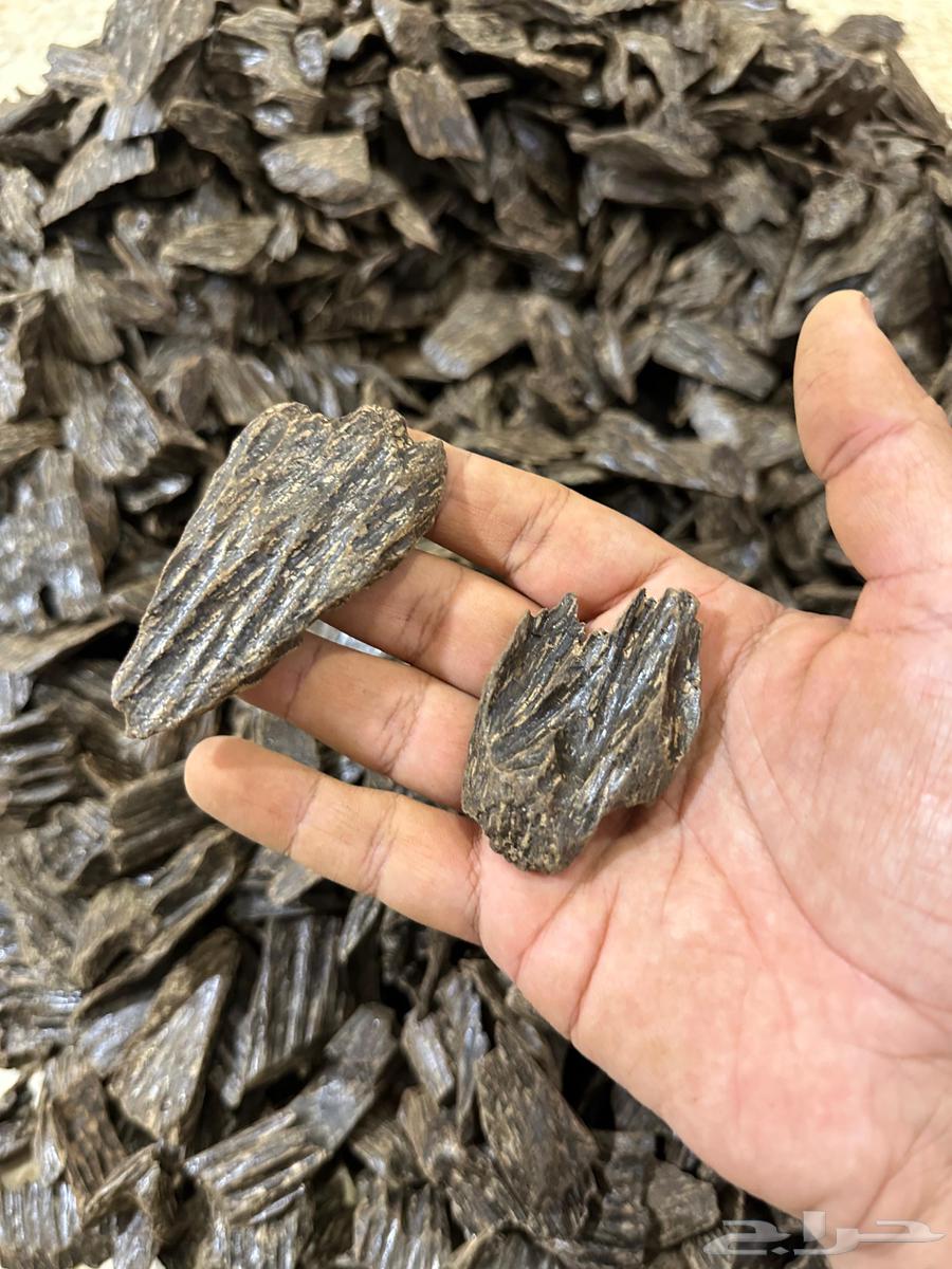 مزاد على ربع كيلو كلمنتان طبيعي محسن64383317261186110