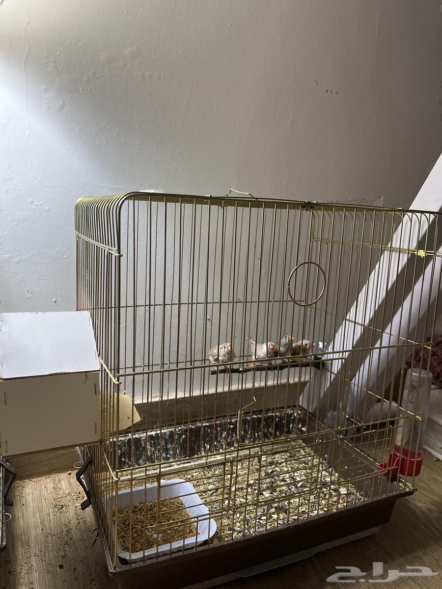 طيور للبيع أو البدل بحمام قطيفي64391770734209111