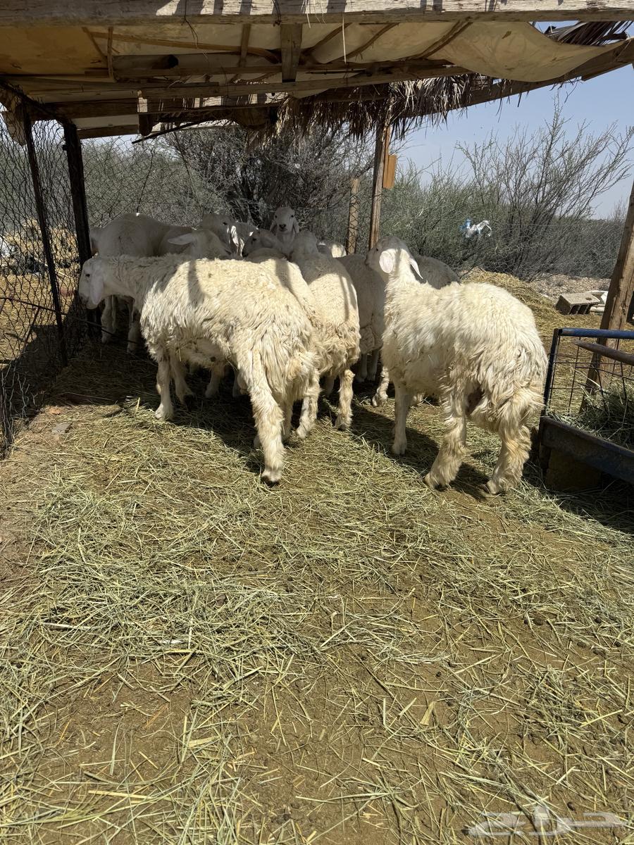 يوجد لدينا طليان  حرية ذبائح شي نظيف  و البيع تفريد64381934614145114