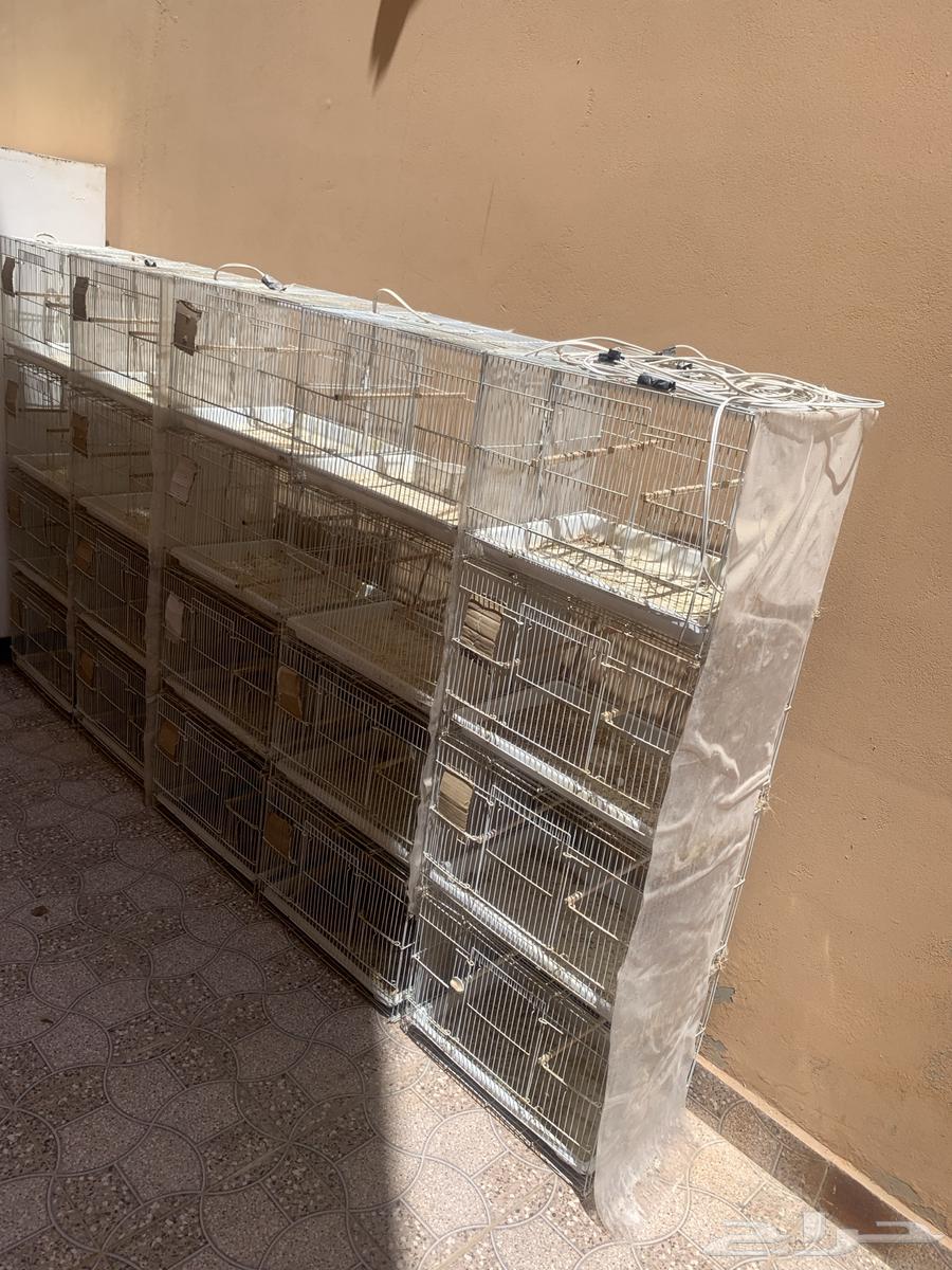 Bird Net64382321304833110