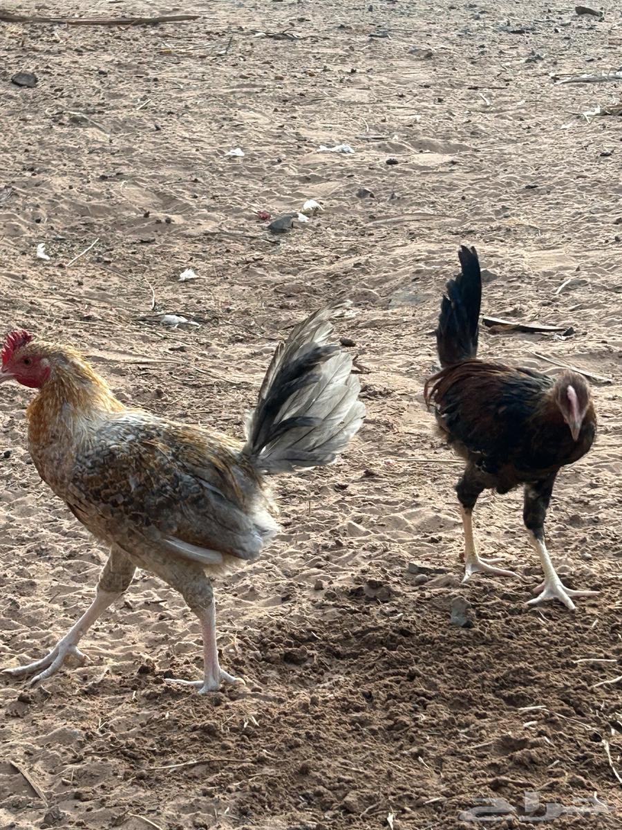 6 ديكه للبيع64387425068289110