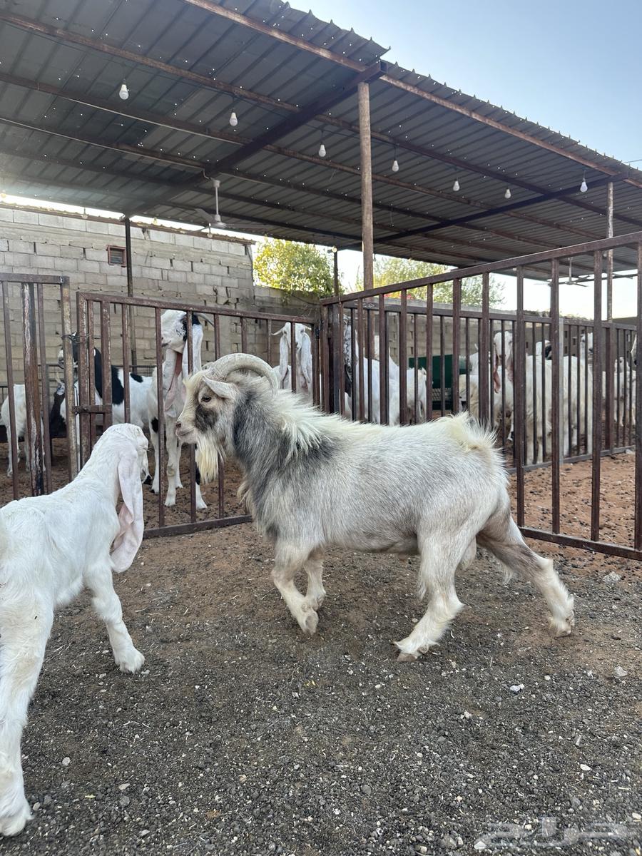 Dwarf Goats Thneian64386473192450112