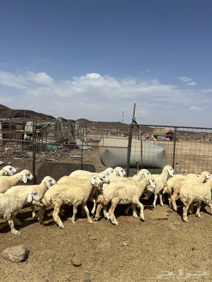 رخال حريات الحد ( 990 )64381301487619110