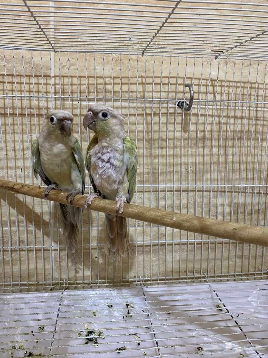 للبيع جوزين كنيور64384910859138112