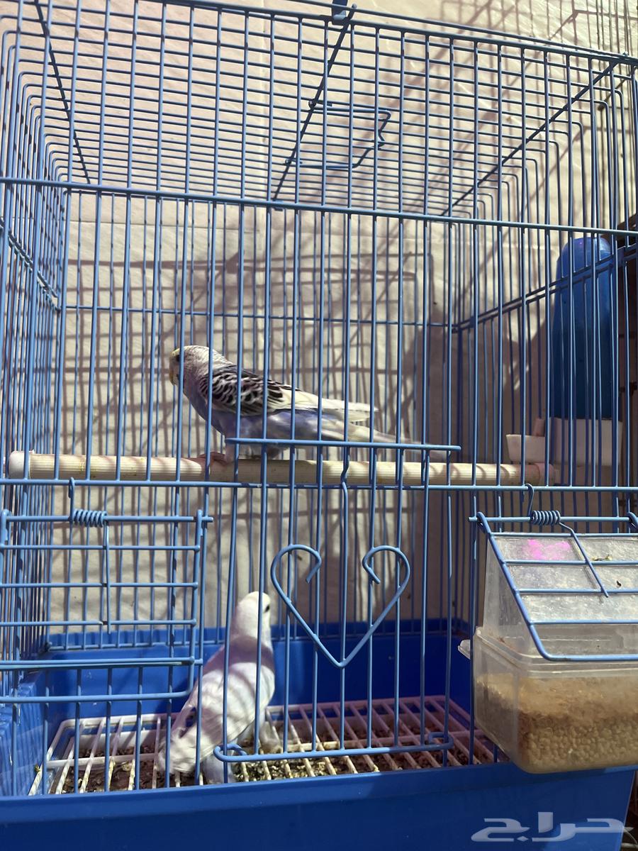 للبيع جوزين64386993062657110