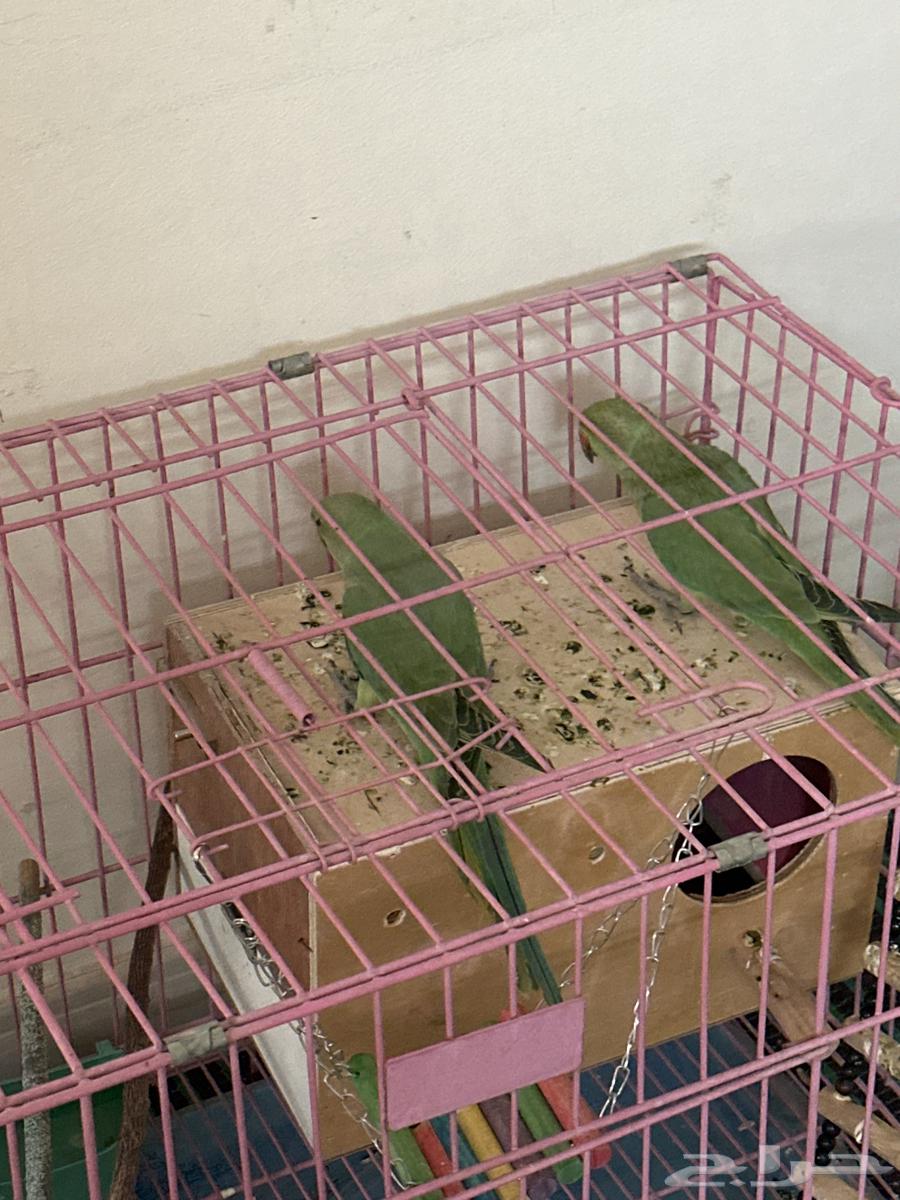 الرياض اليرموك طيور دره للبيع64382362312833110