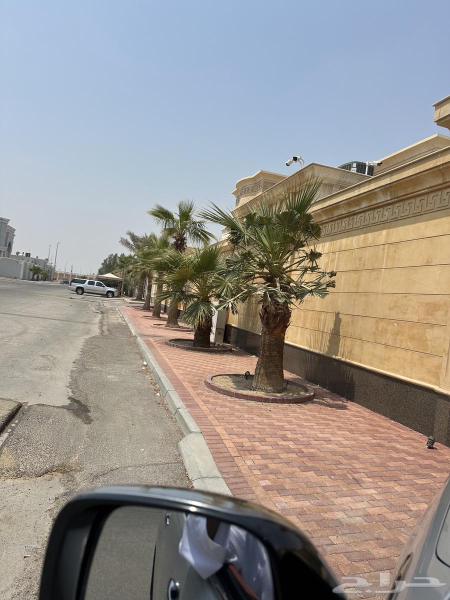 للبيع شجر واشنطني64381948264705111