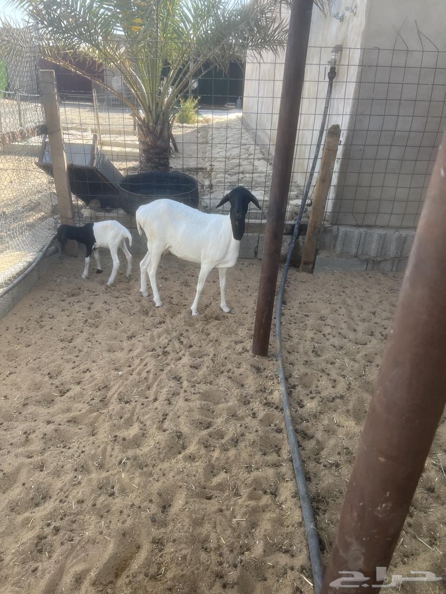 بربريه معها خروف64381287355267113