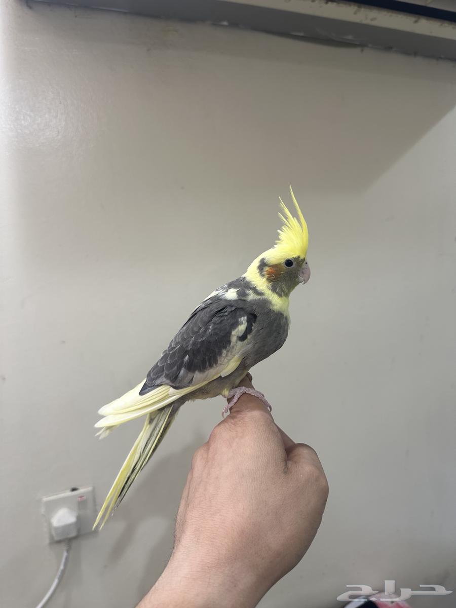 فرخ كروان اليف64391147164930111