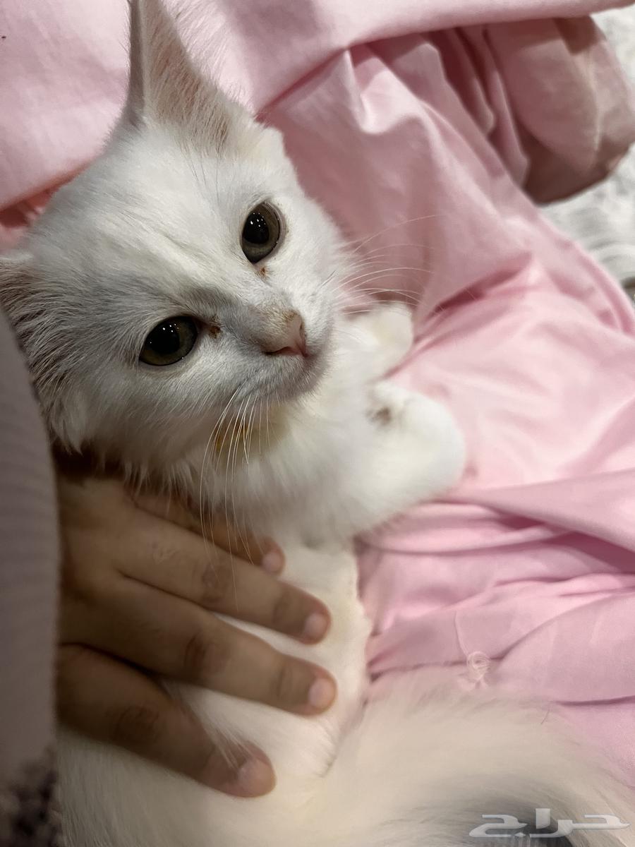 قط شيرازي صغير كتن للبيع64385705196930113