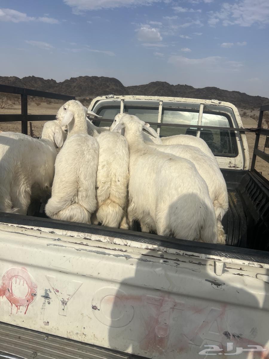 Sheep64381684956547111