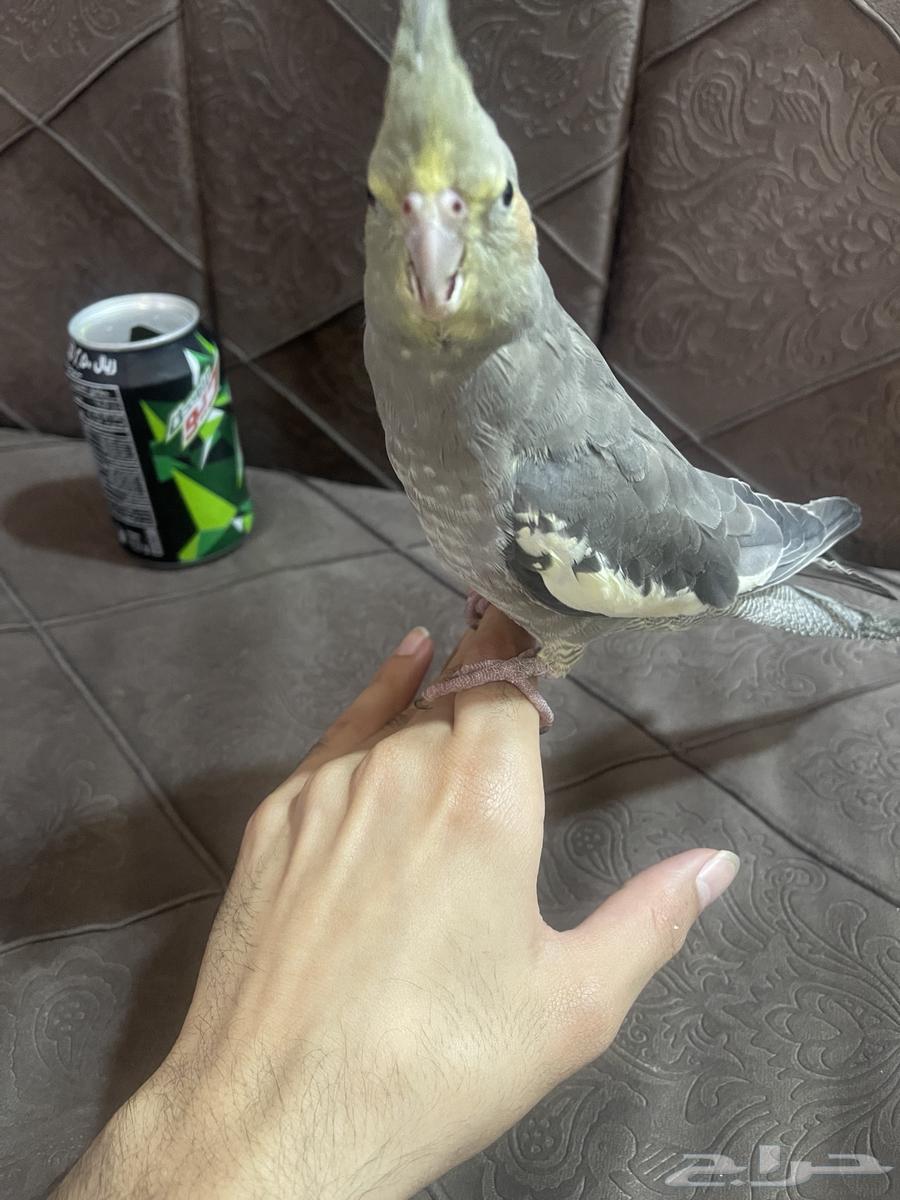 كروان مجهول الجنس64381617025410111