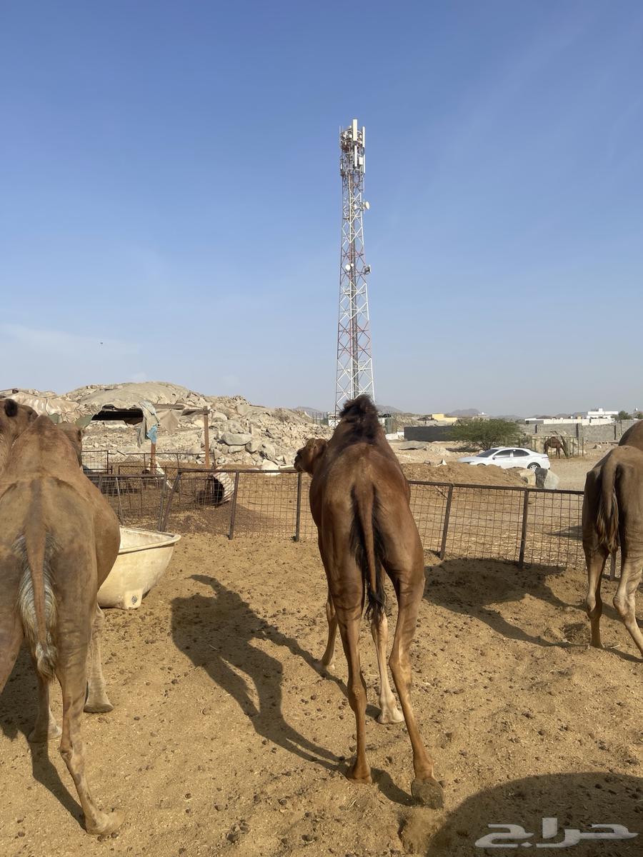 ابل للبيع64386961868674111