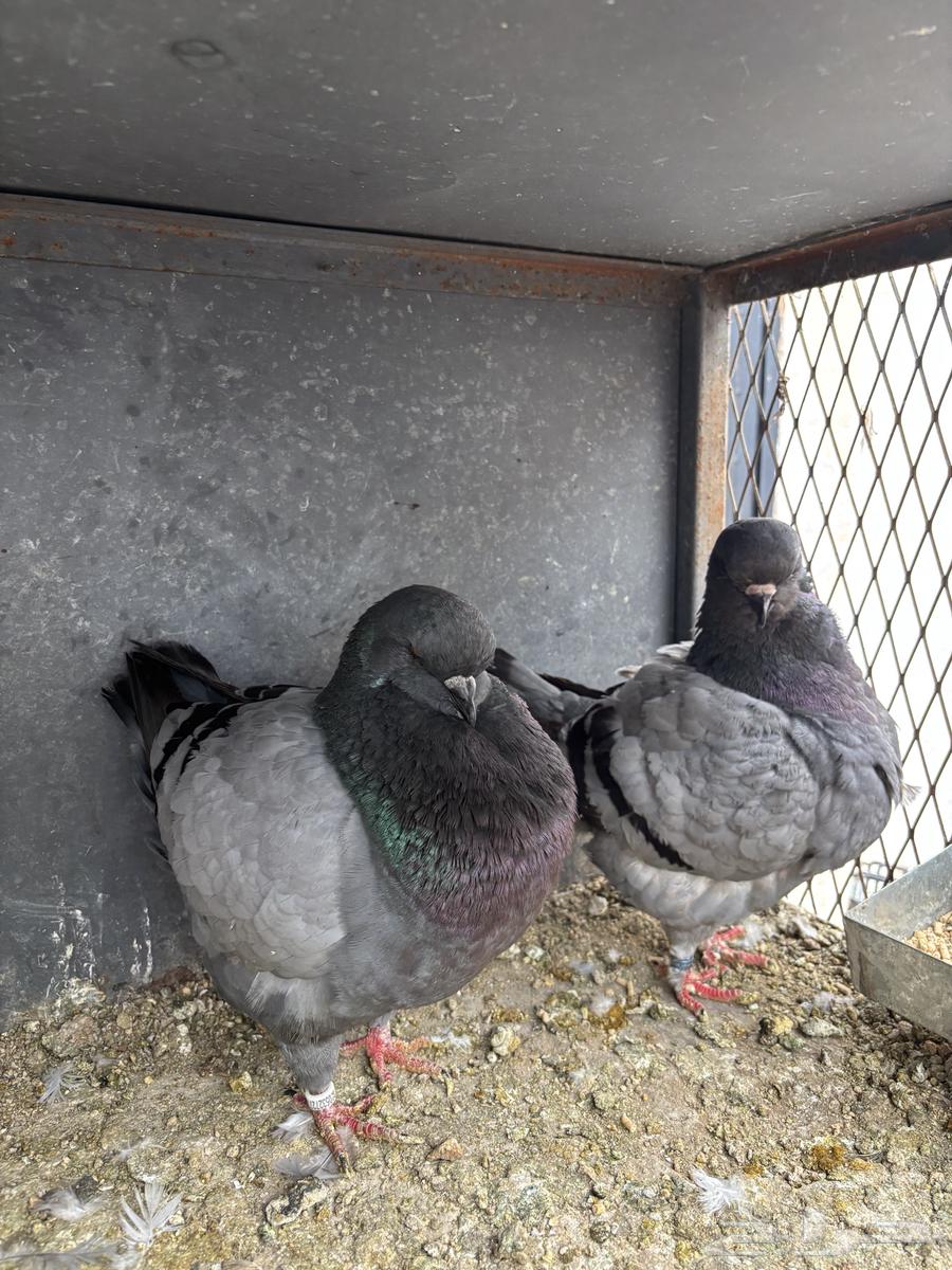 زوجين كنق TOB64377579712643112