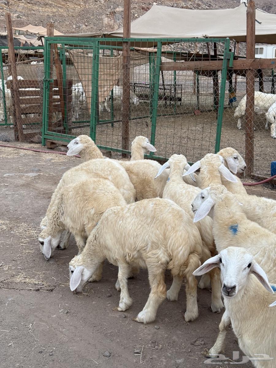 رخال حريه64389502472194112