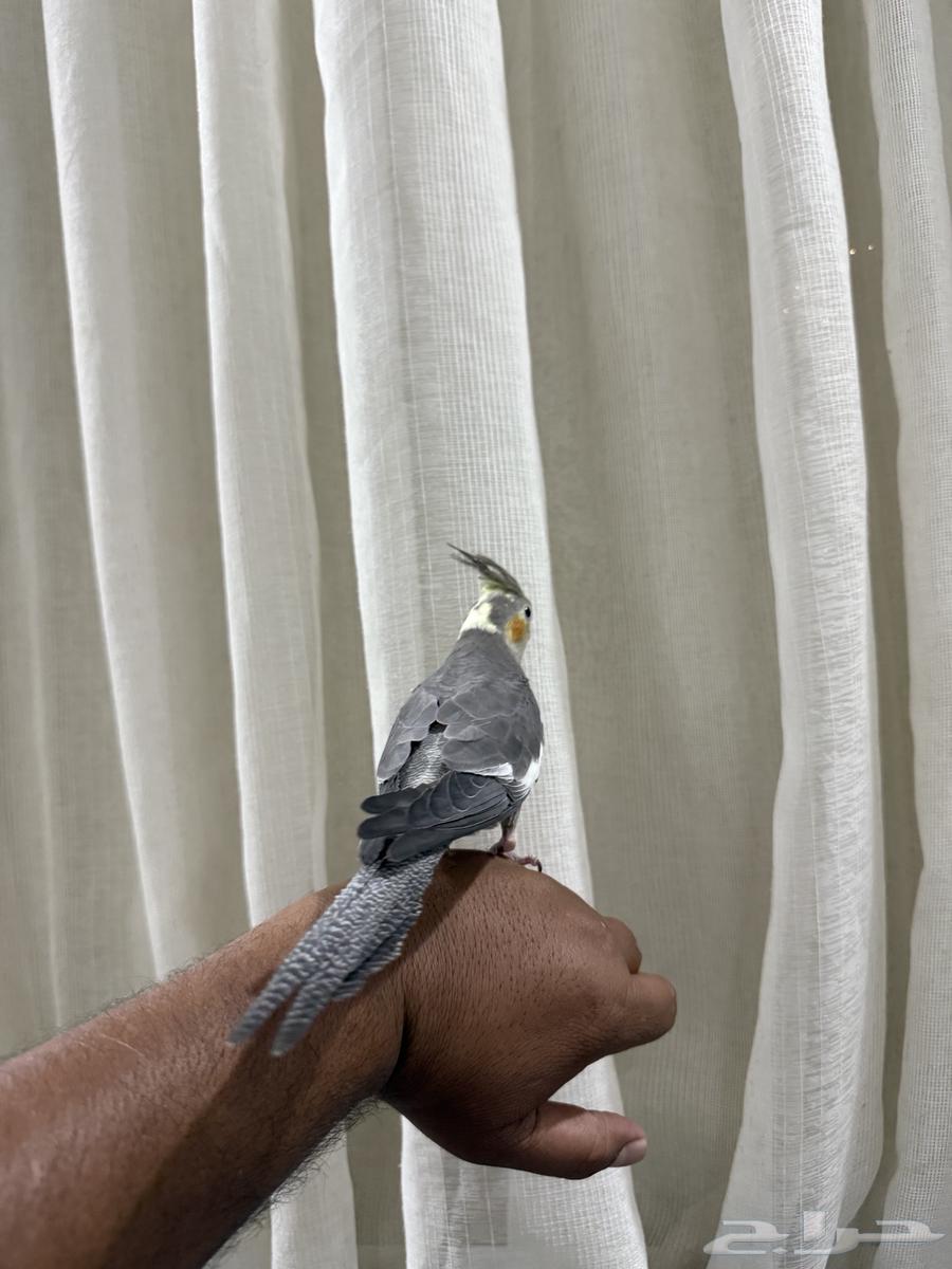 كروان للبيع64383455483521114