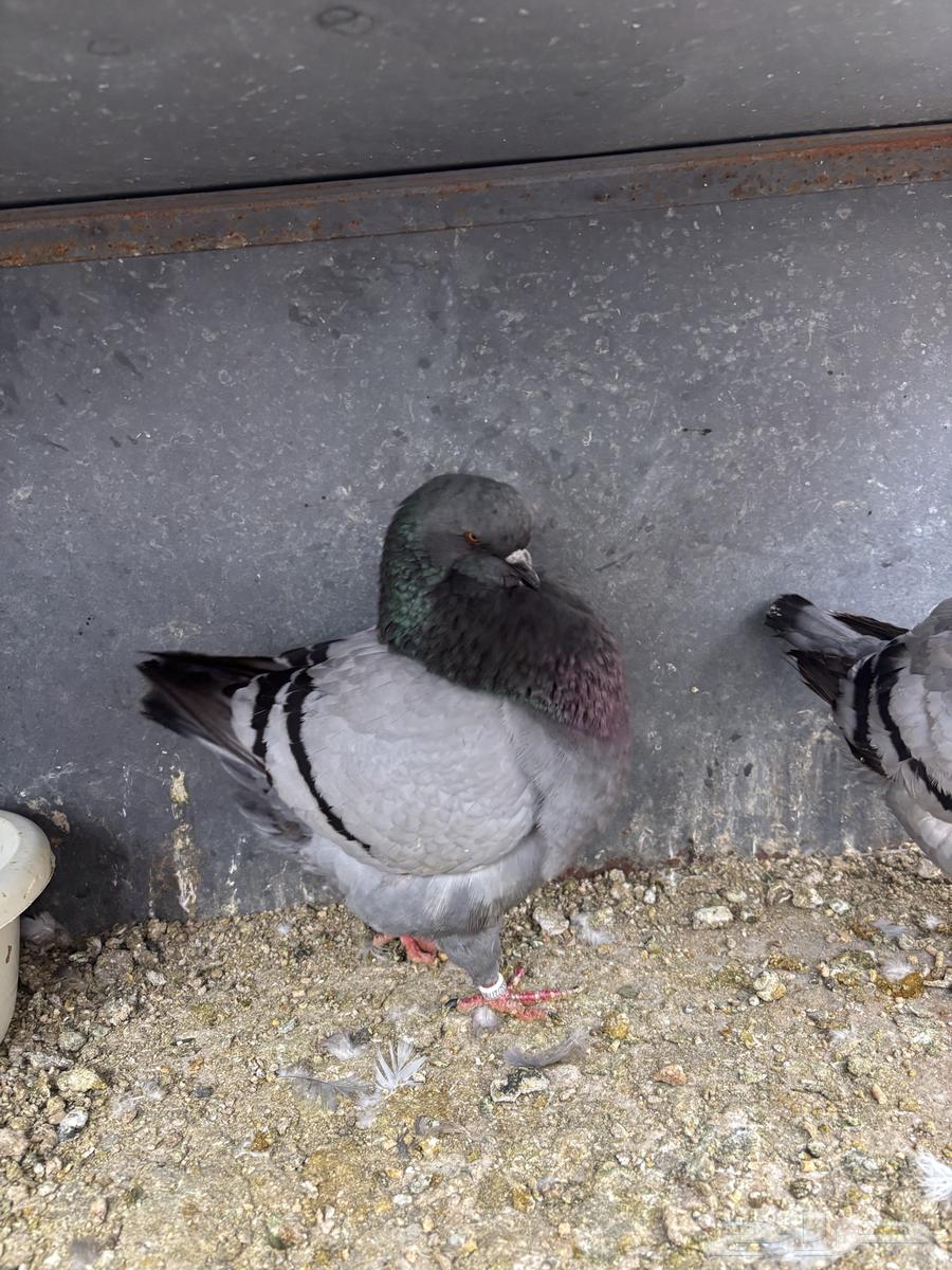 زوجين كنق TOB64377579712643113