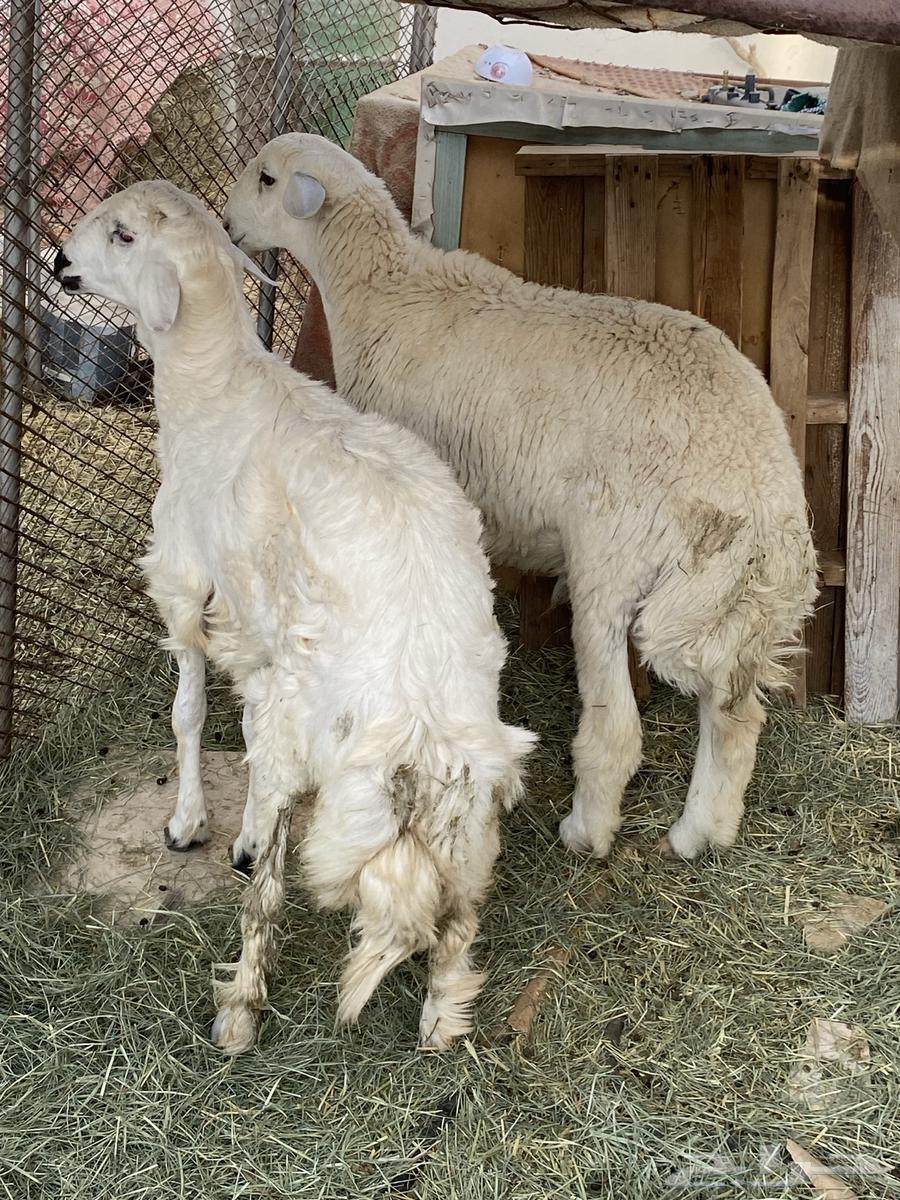 Sheep64386978882562110