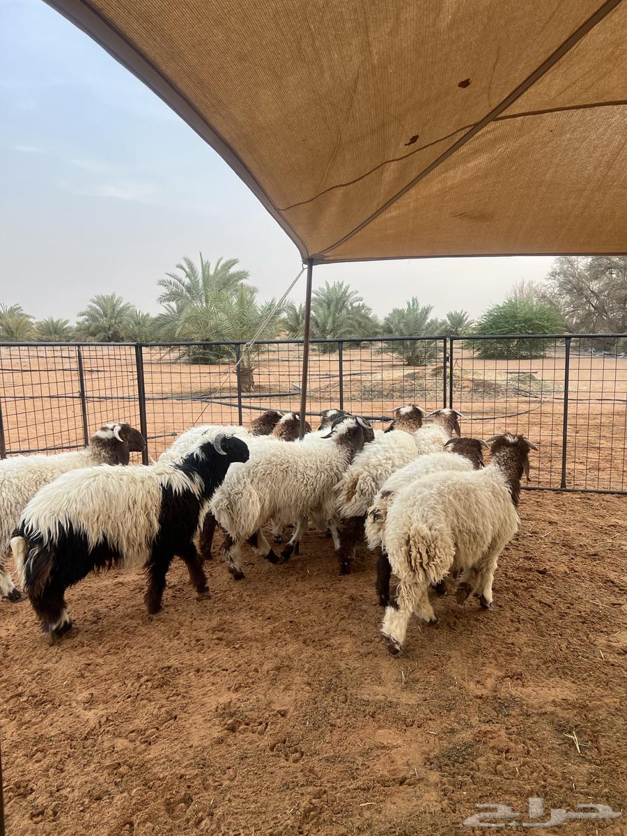 ذبايح مزرعه طيبه نعيمي بلدي64381259944962114