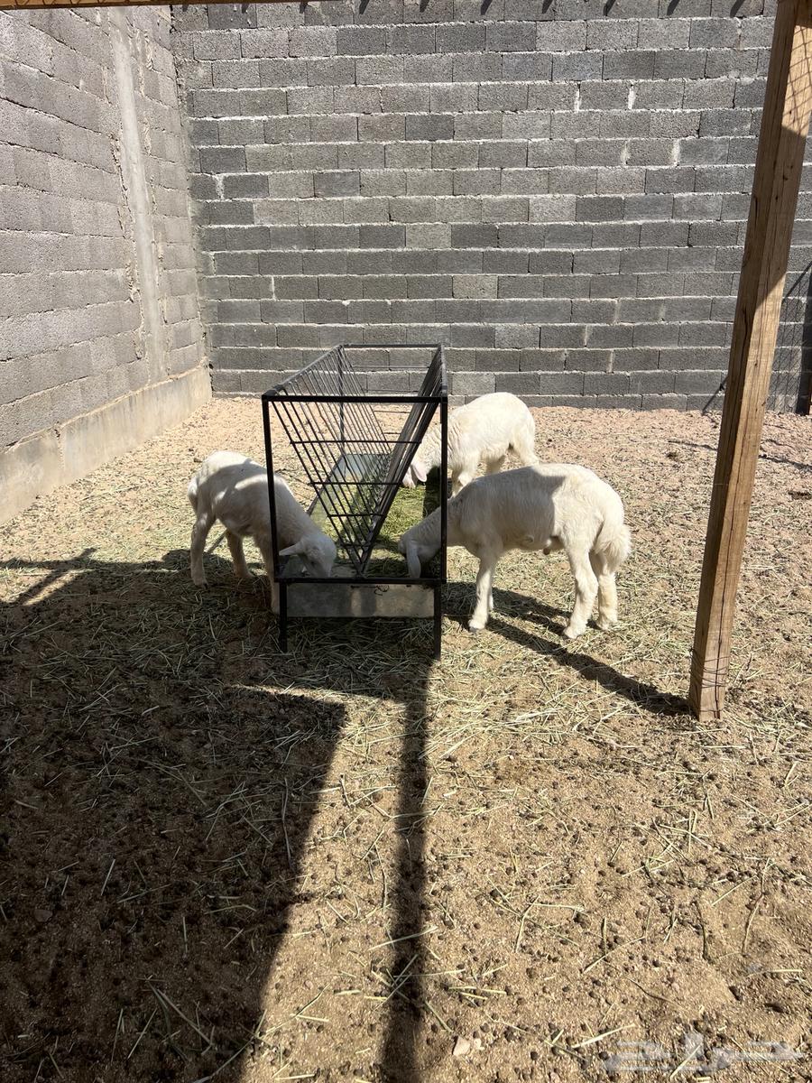 طليان حرية عدد 764380806452611110