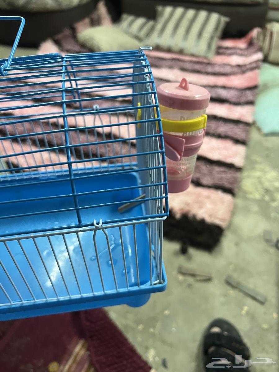 قفص طير64379674619009112