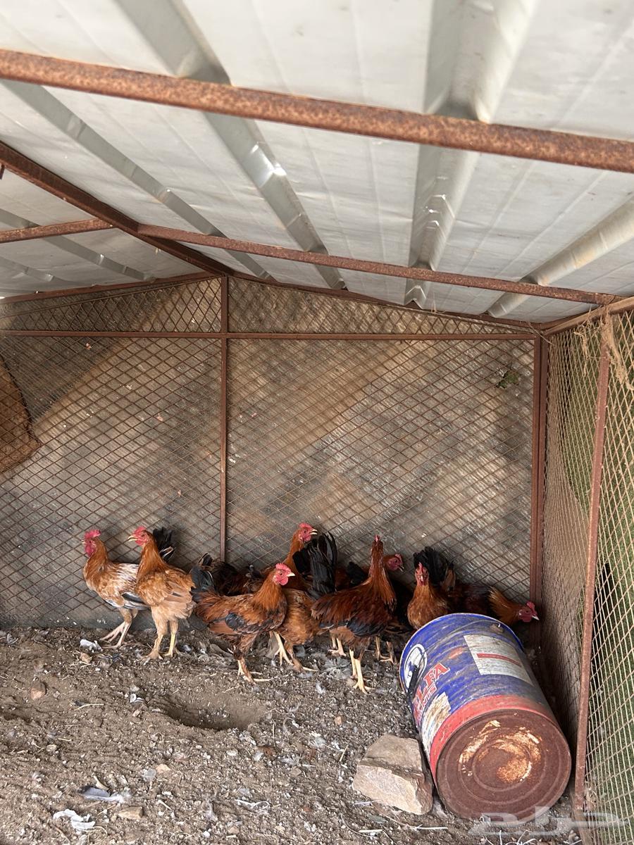 دجاج بلدي64382059318787114