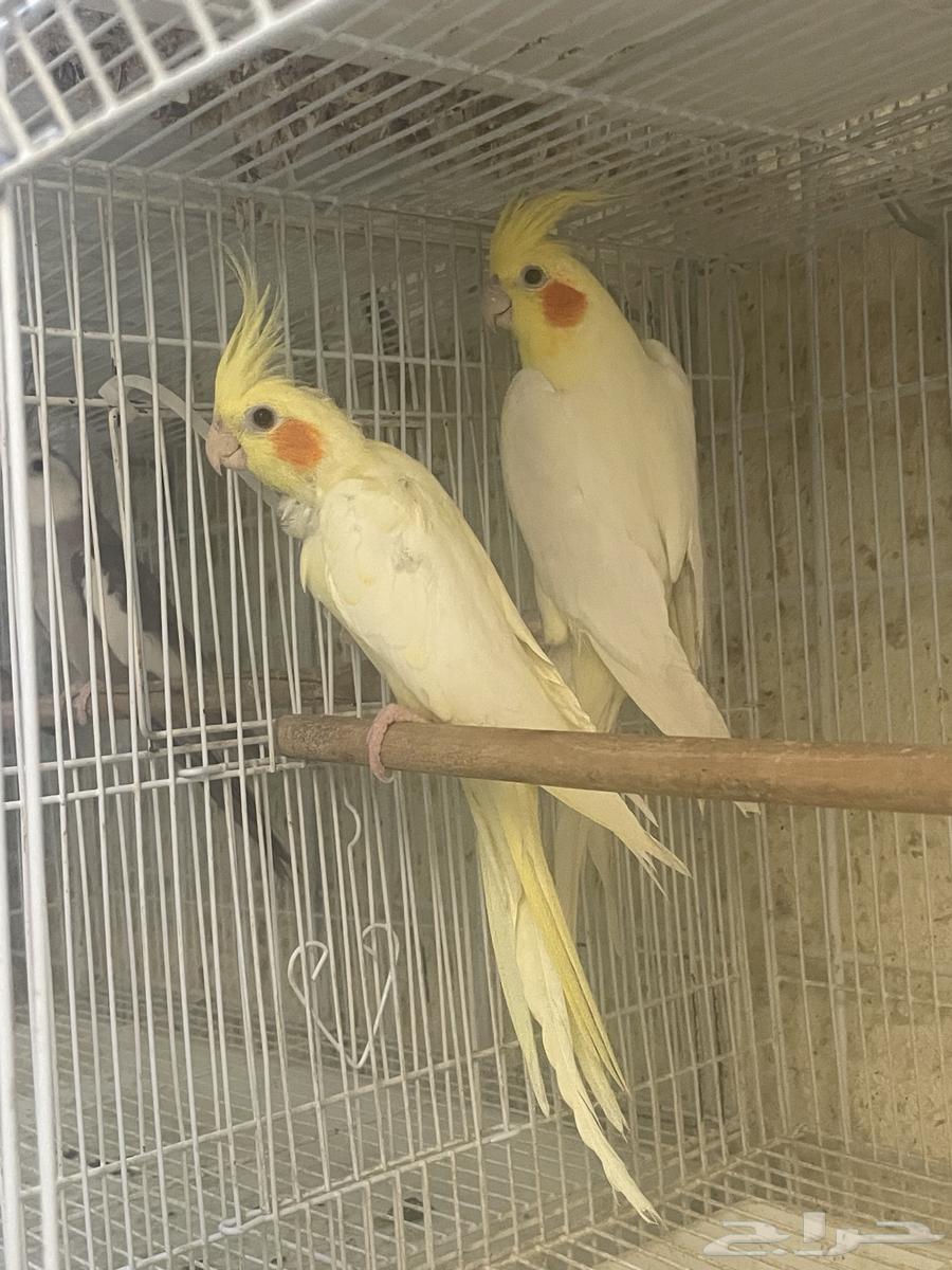 جوز كروان لاتينو مع فرخه64391838565249111