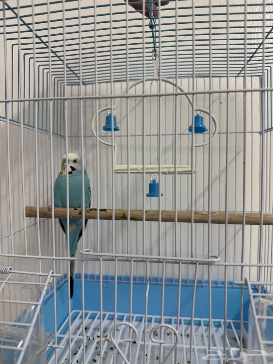 طيور الحب64384355435907112