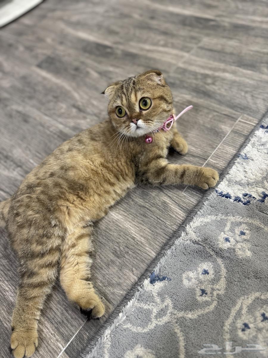 قطط سكوتش فولد64390788313346110