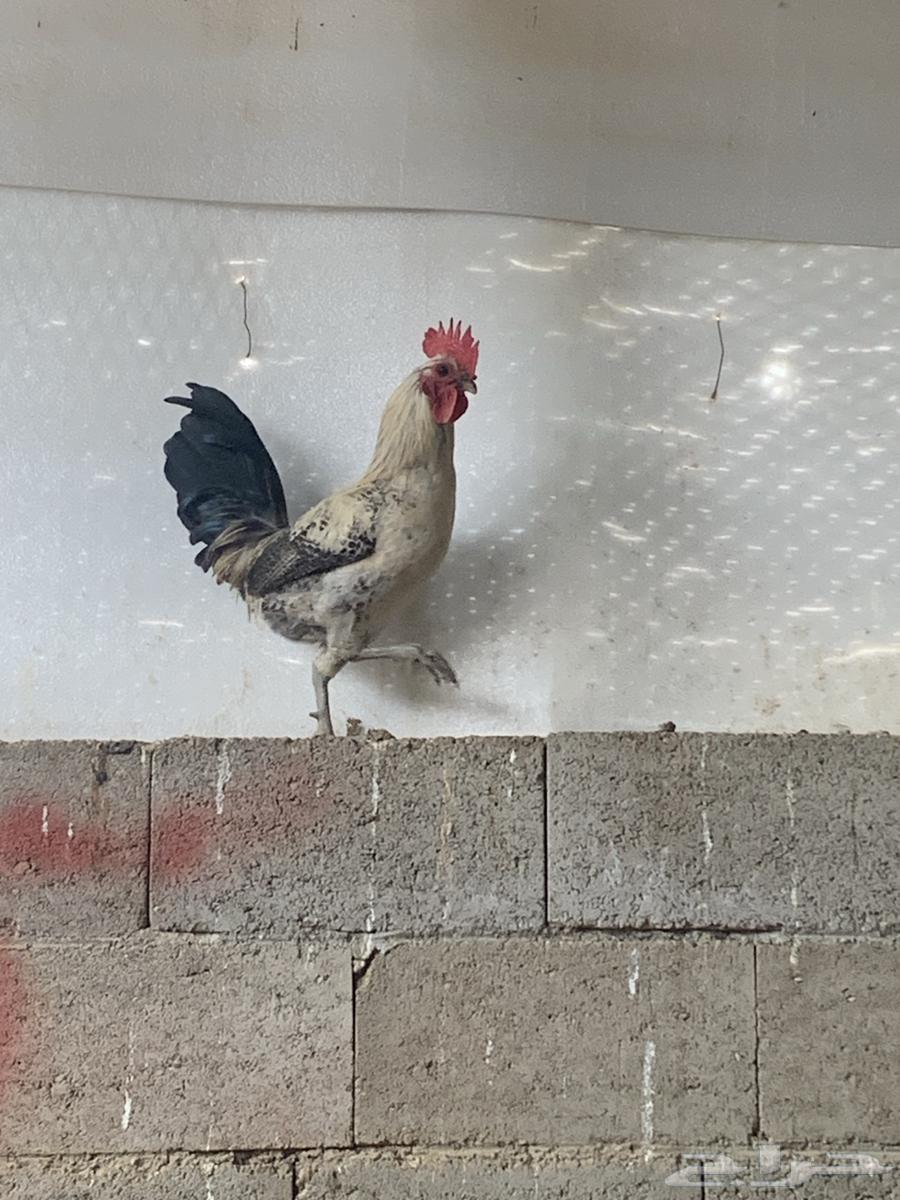 ثلاث ديك فيومي64385439721731111