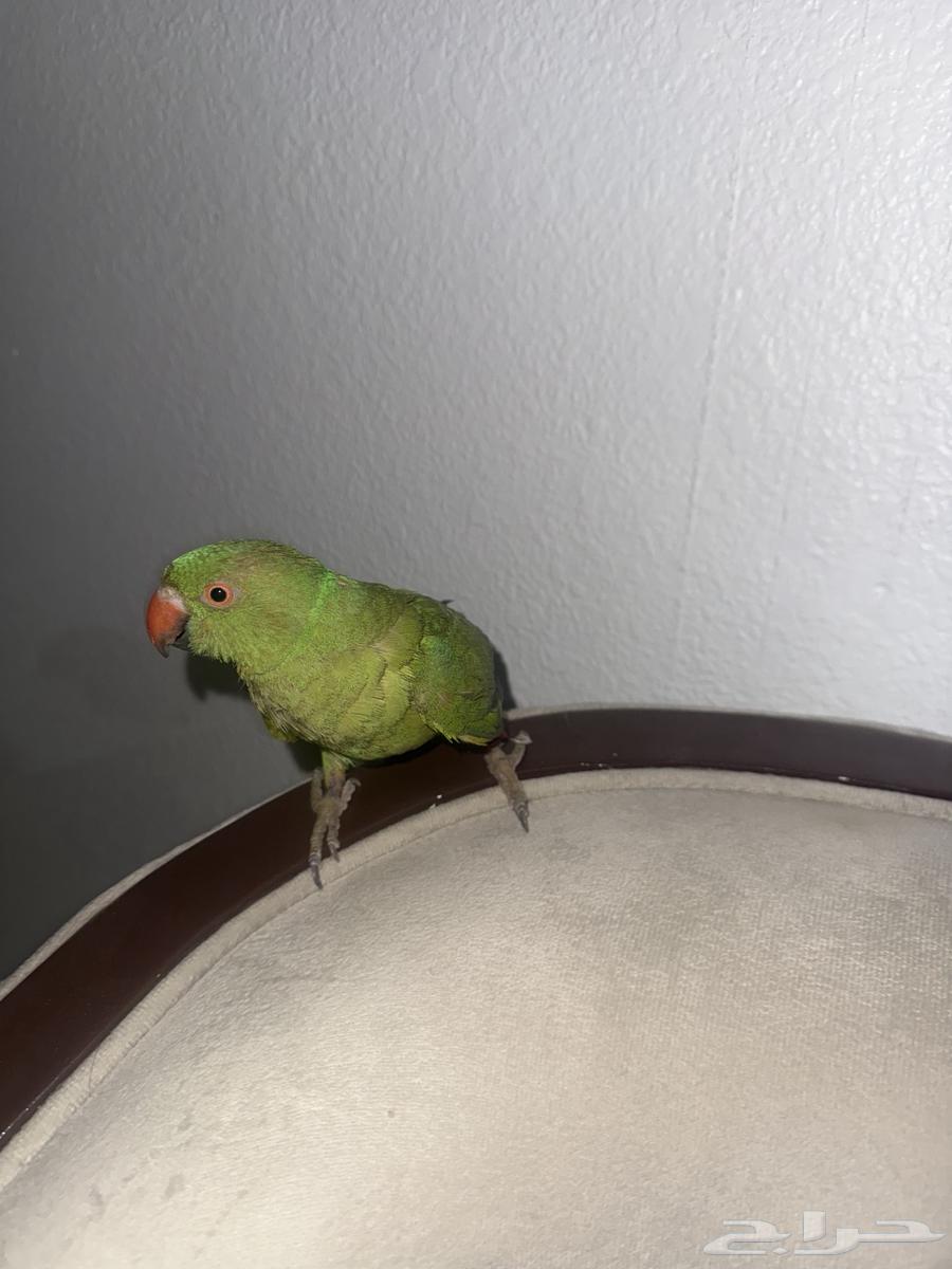 للبيع ببغاء دره هندي64380833360643113