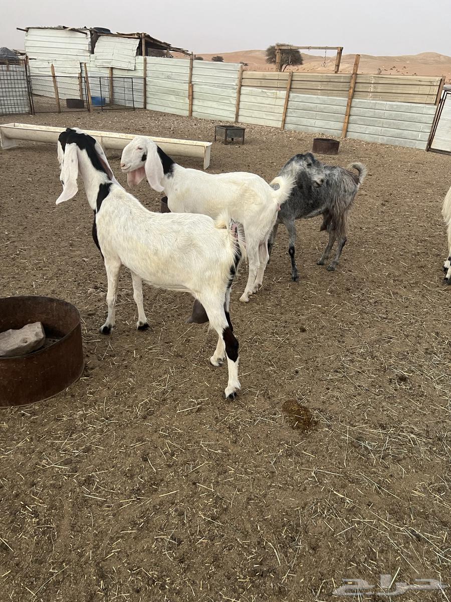 5 معزاء حليب مشاريك64389460683651111