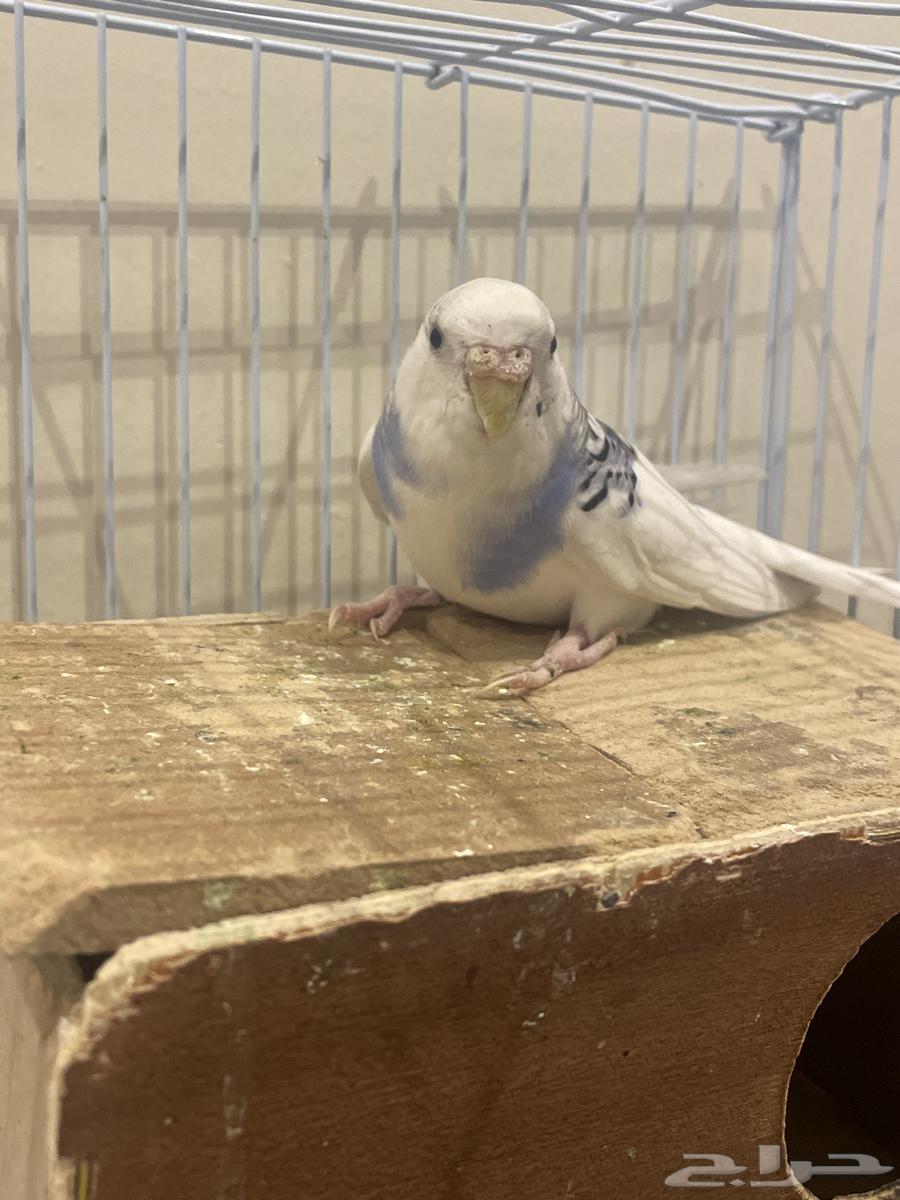 طير روز و بادجي64389764318210111