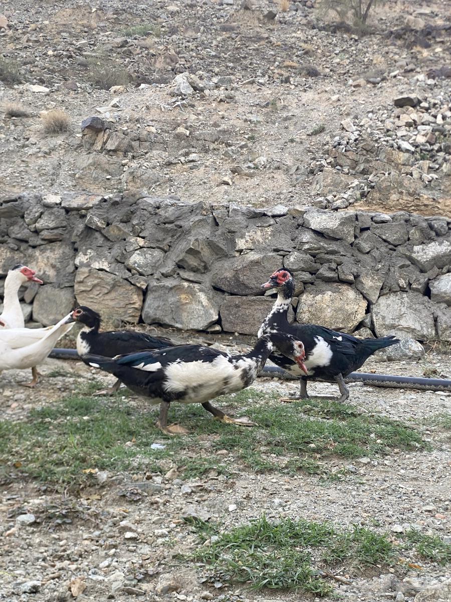 Local Duck (Premium)64388468375939110