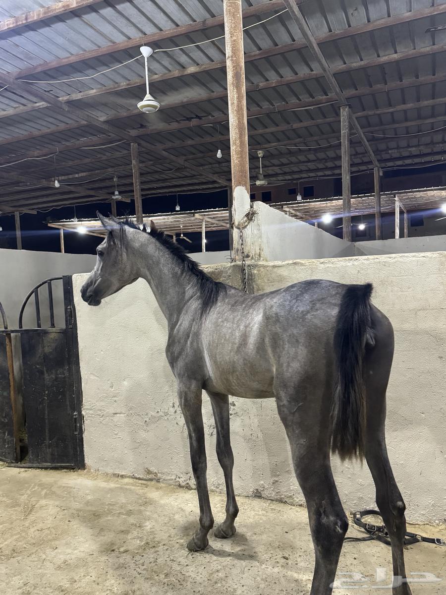 Mahrat Sha3biya64377579728003112