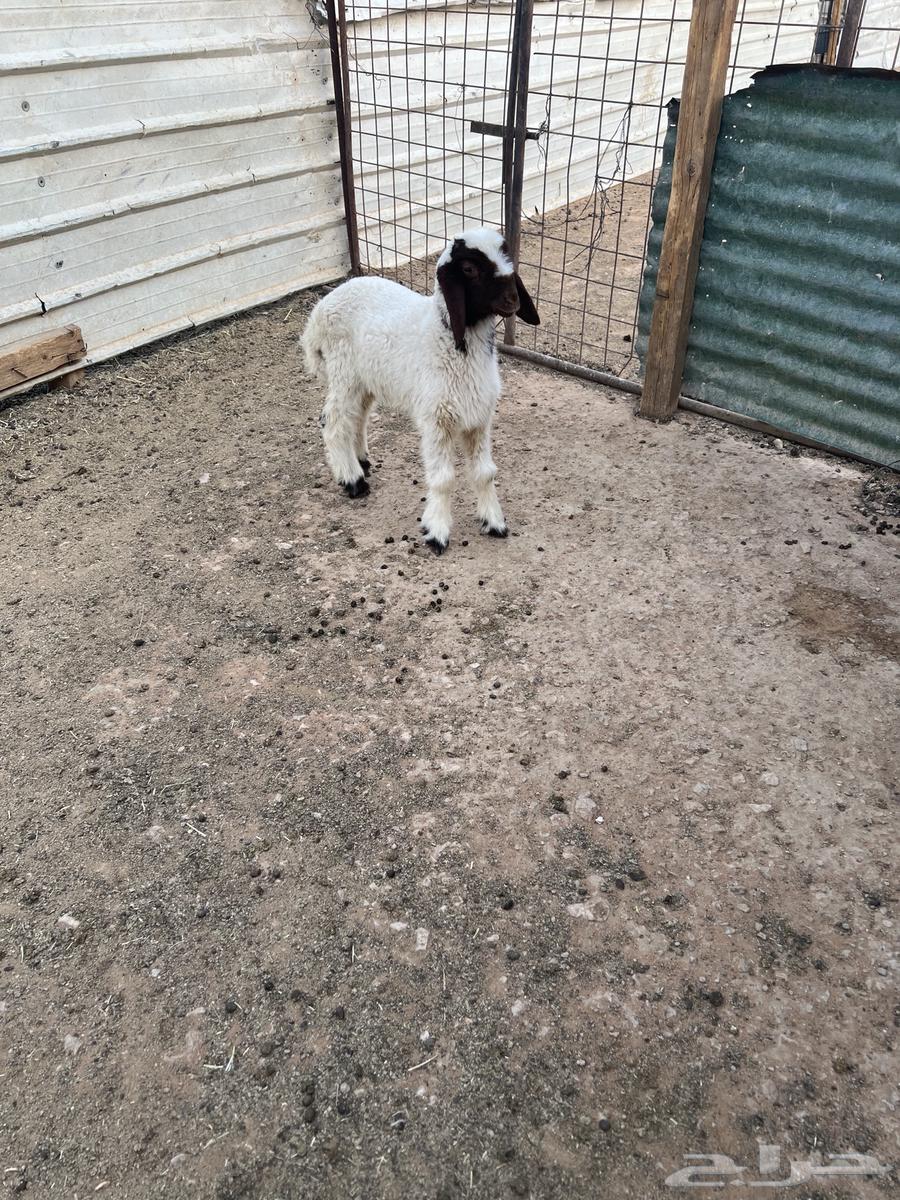 Dagor Namei and a crossbred goat on Bakharq Hasib64389252805123111