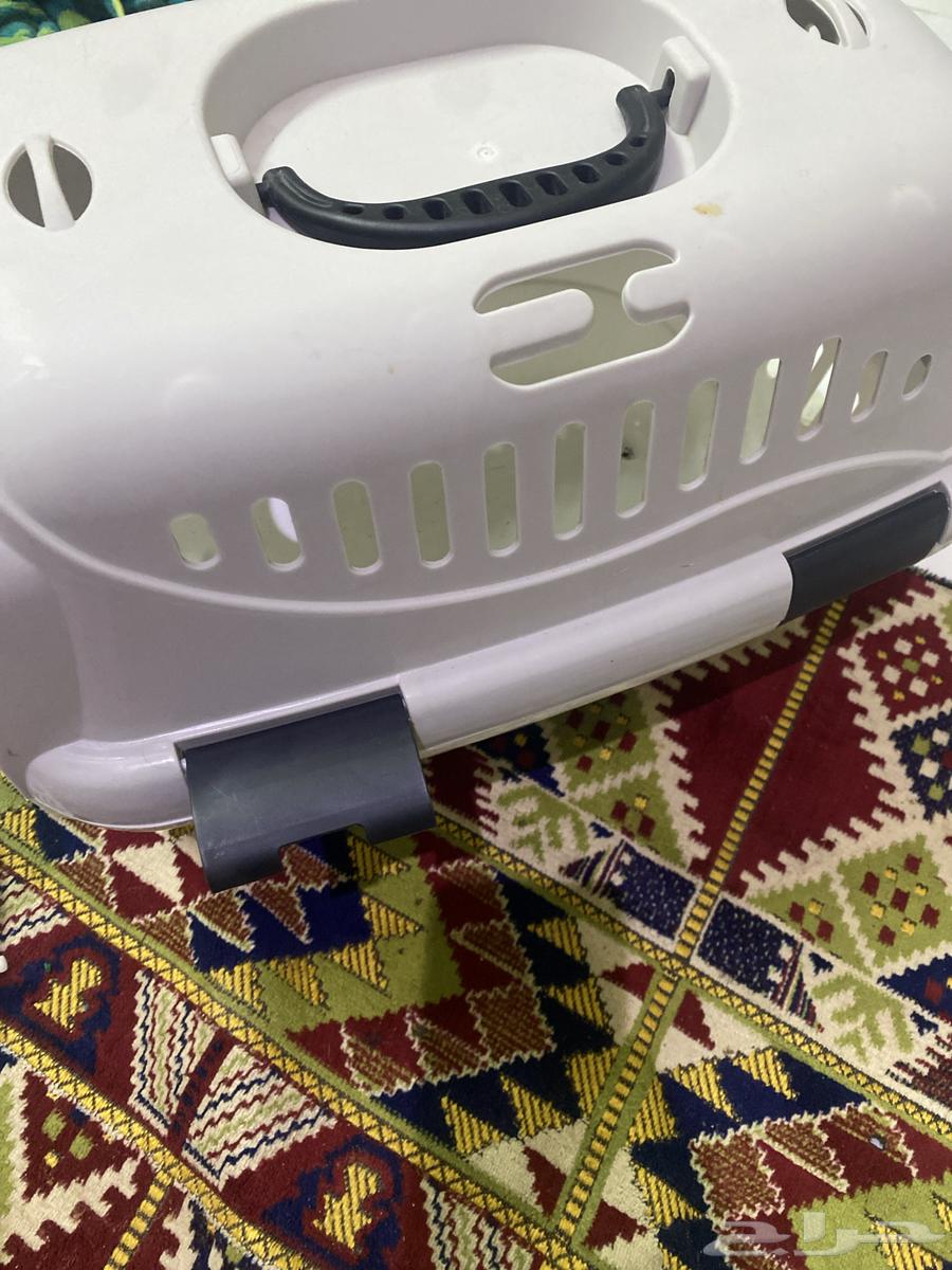 قط للبيع سكوتش فولد64380929891458113