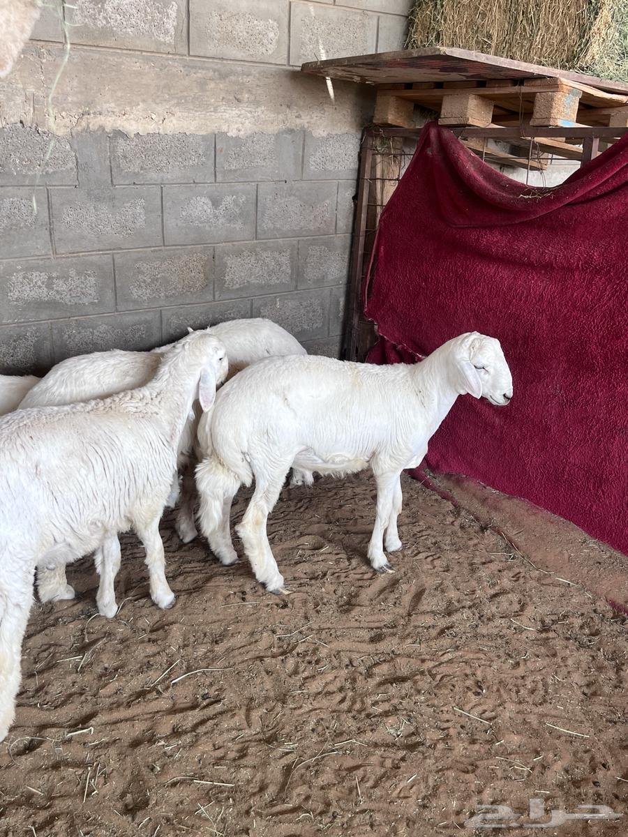 طليان حريات للبيع64381328456322112