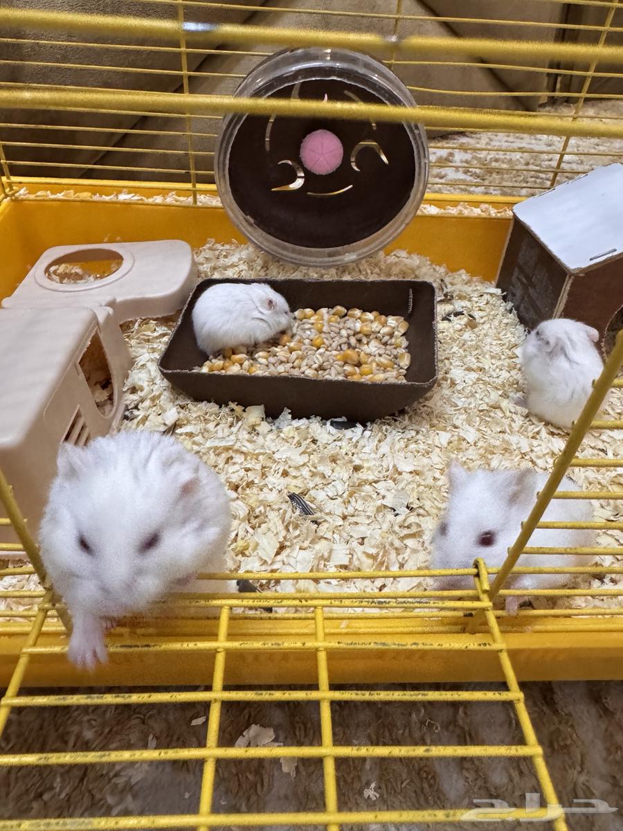 همستر للبيع64379108546177112