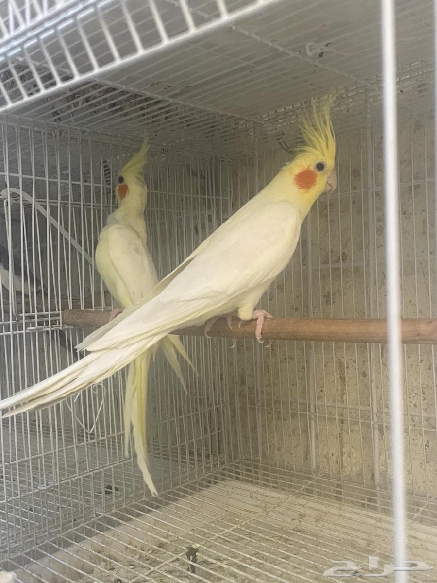 جوز كروان لاتينو مع فرخه64391838565249110