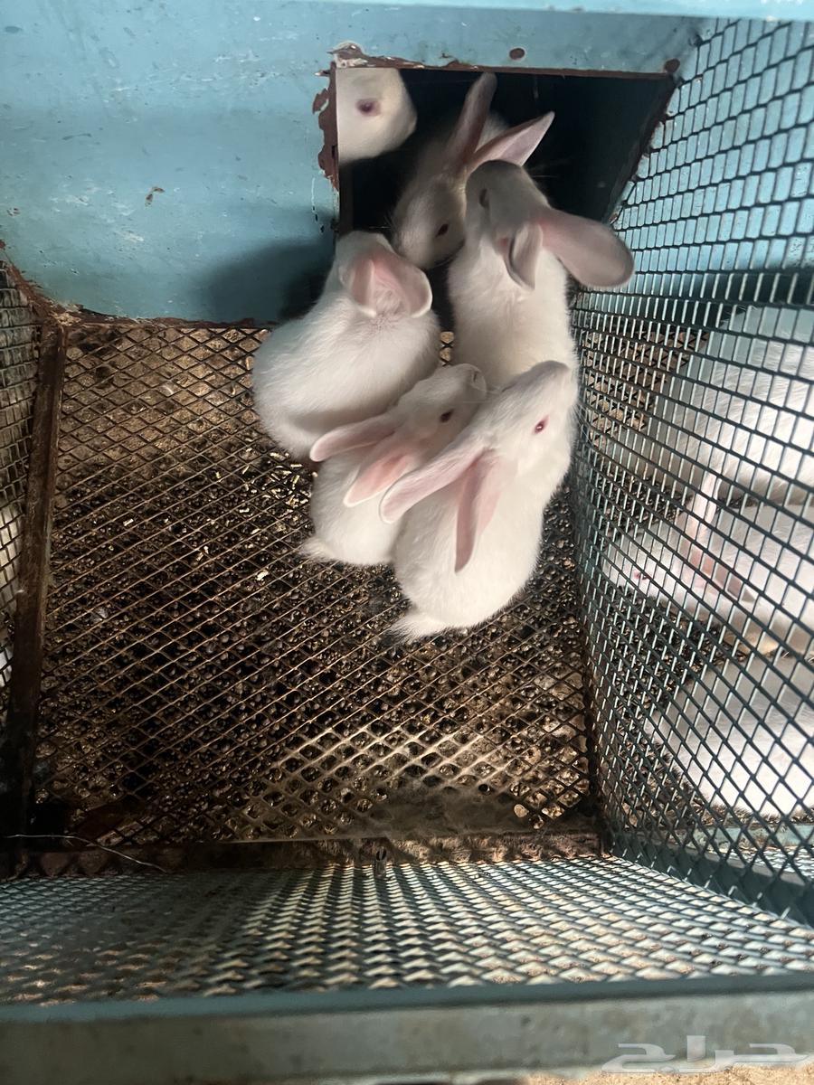 ارانب منتجة للبيع64382749253761112