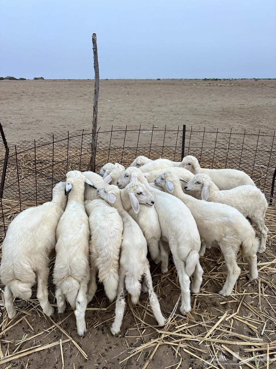 بهم للبيع64388798598401112